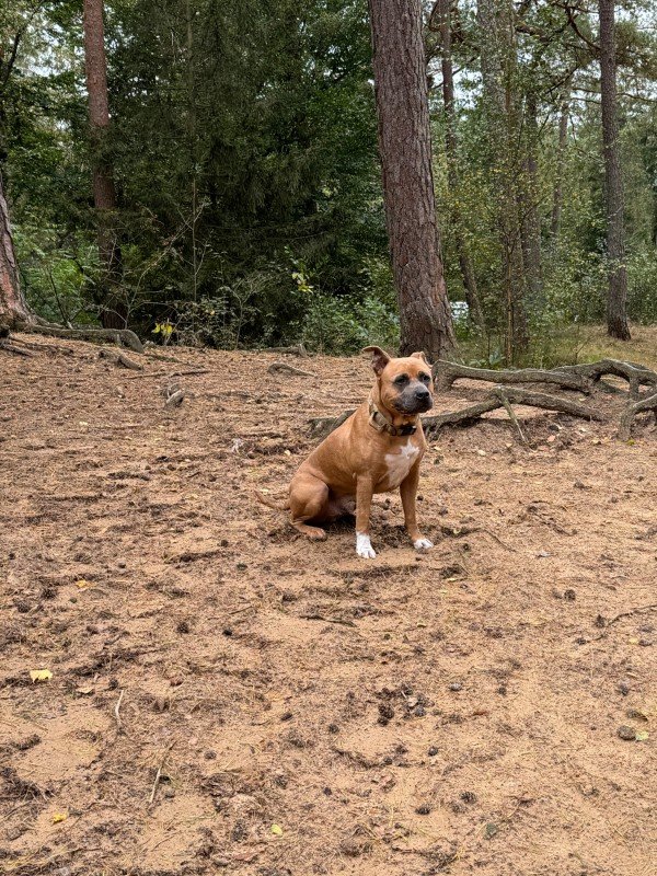Rambo