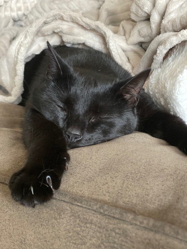 Gizmo