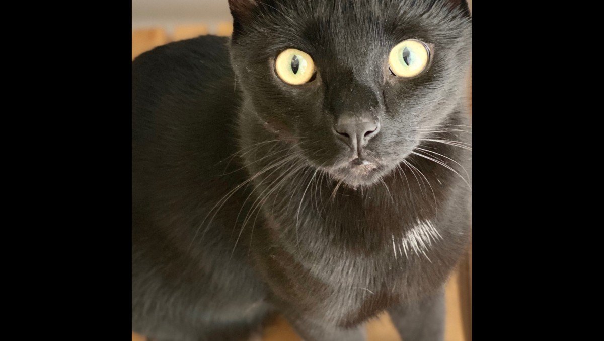 Gizmo
