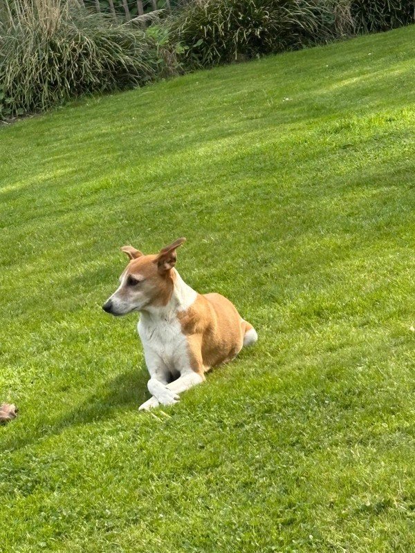 Pip