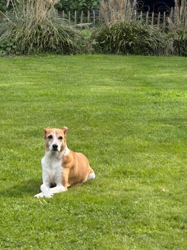 Pip