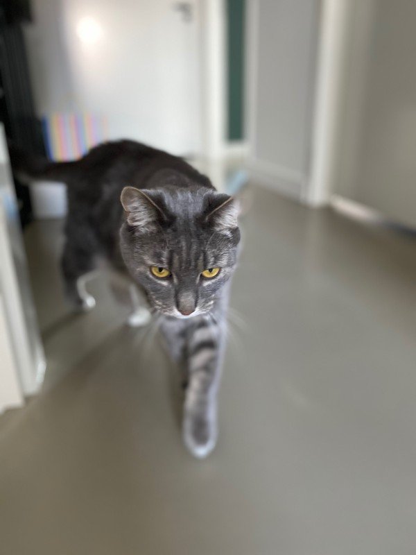 Tommie