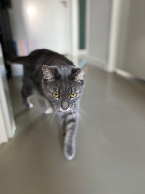 Tommie