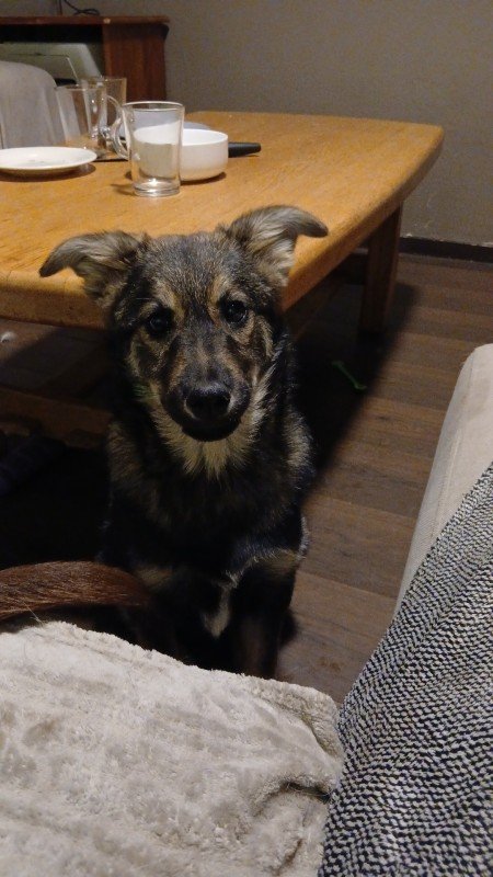 Lucille