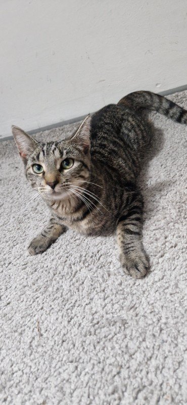 Kittie