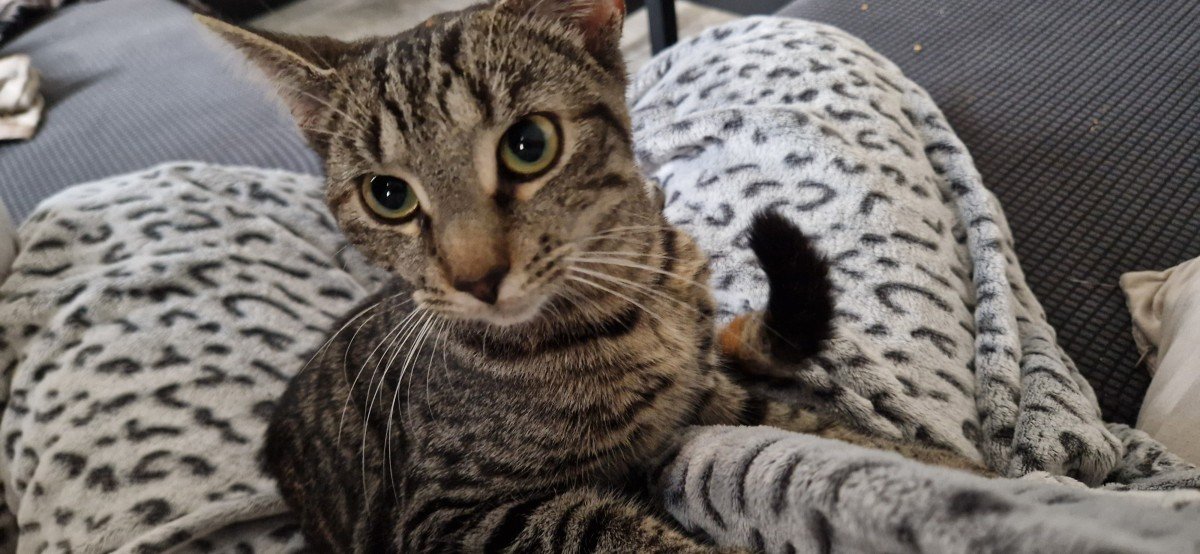 Kittie