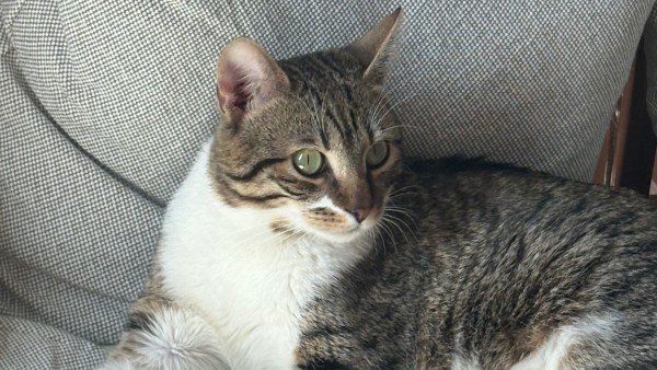 Tobi