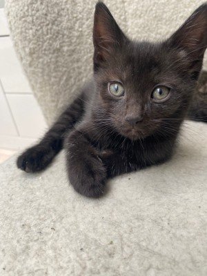 Kitten katertje