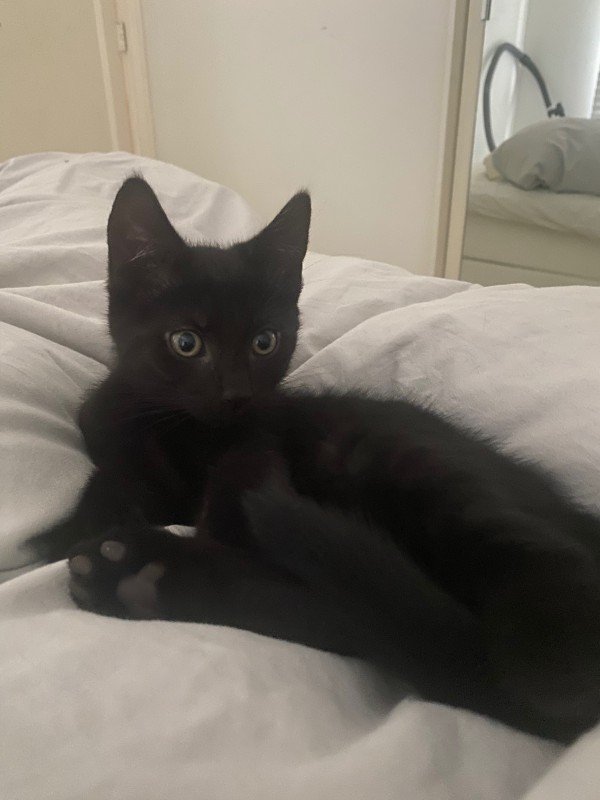 Blacky