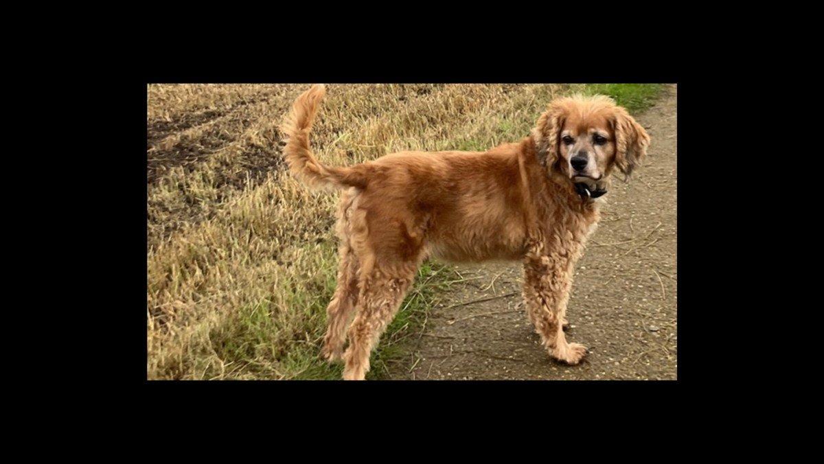 Oscar