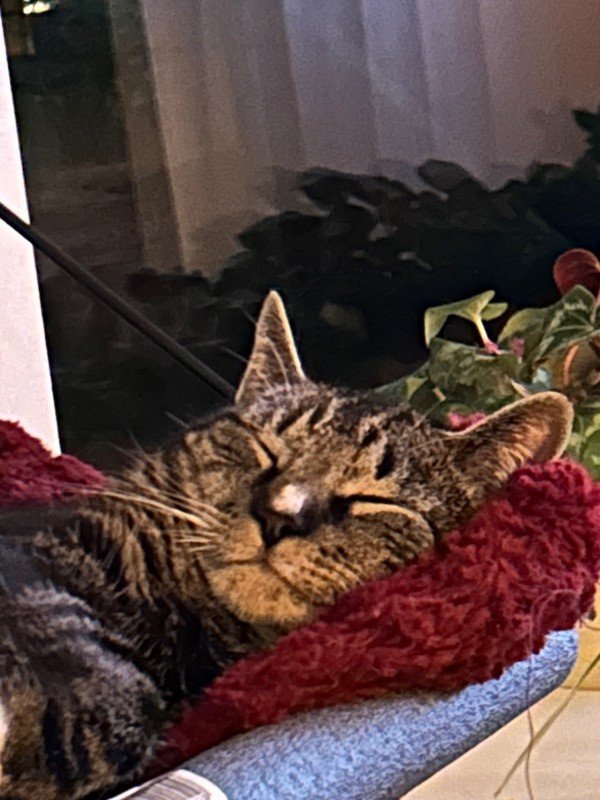 Frankie