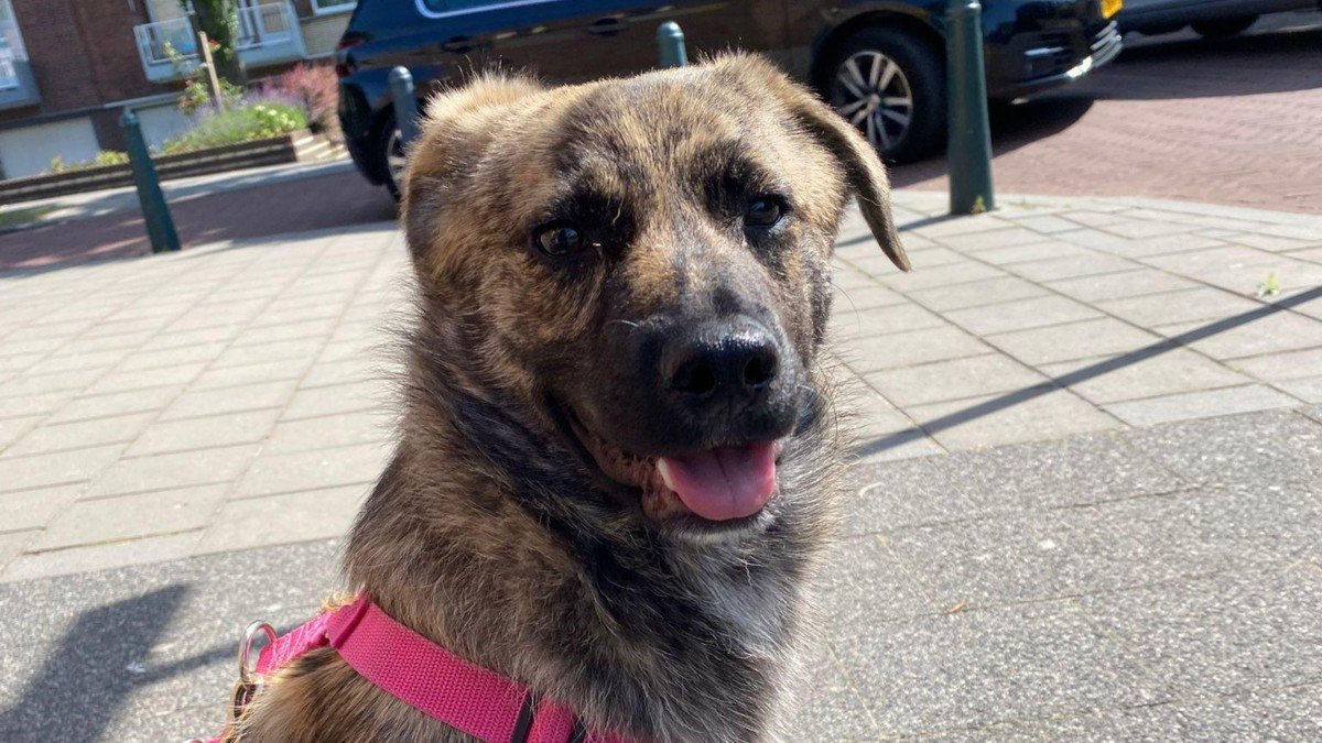 Stella