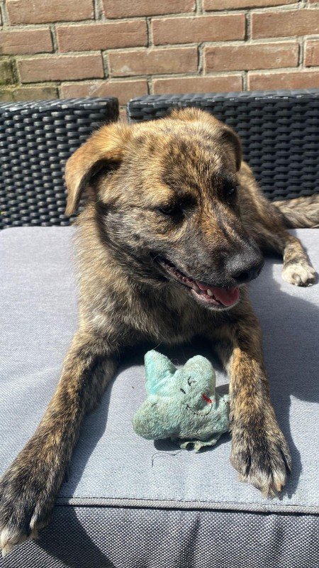 Stella