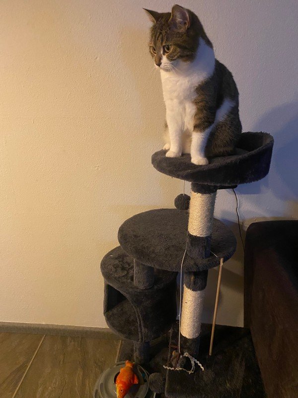 Kedi
