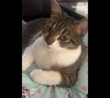 Kedi