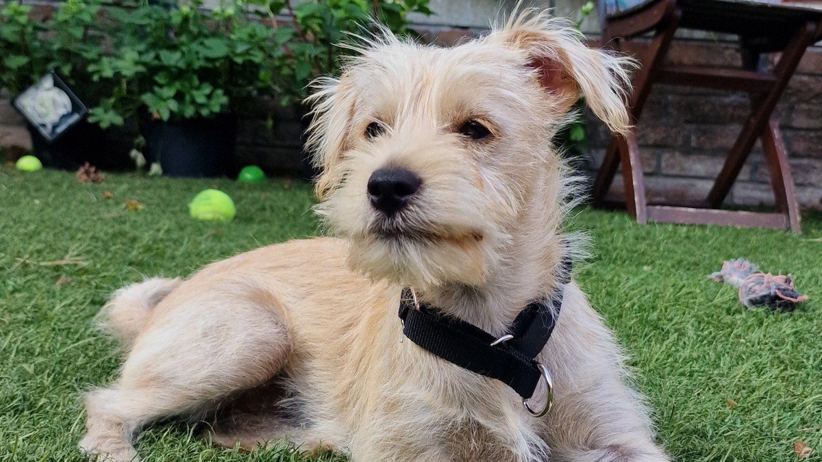 Chico