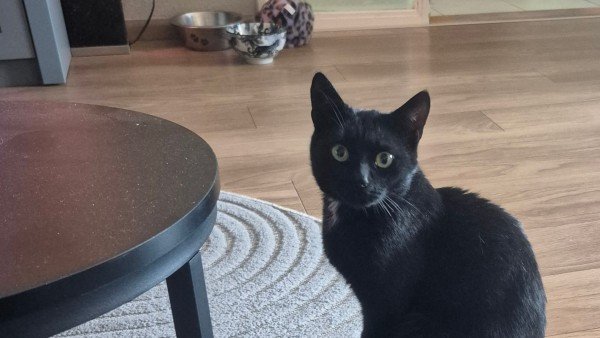 Blacky