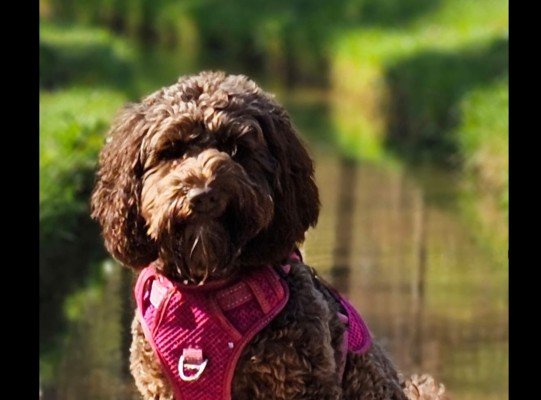 Lilly
