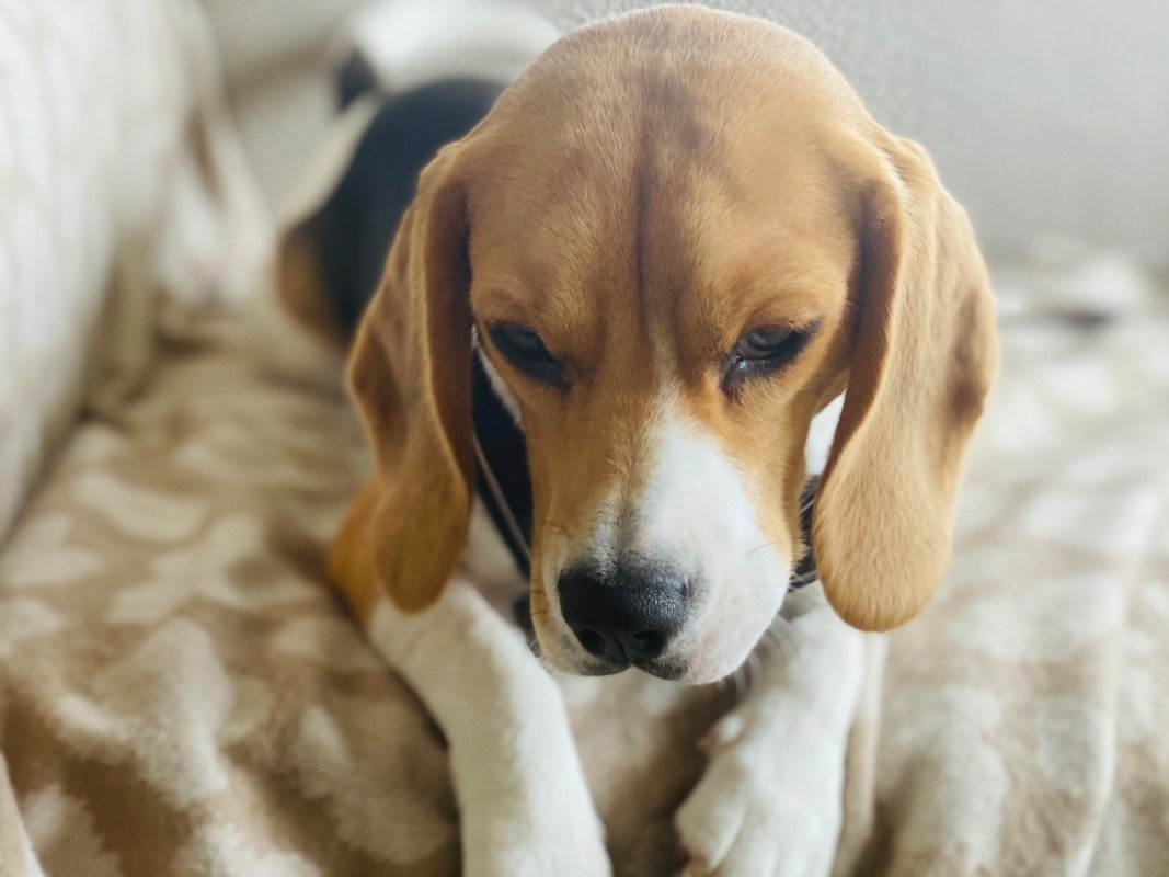 Bailey