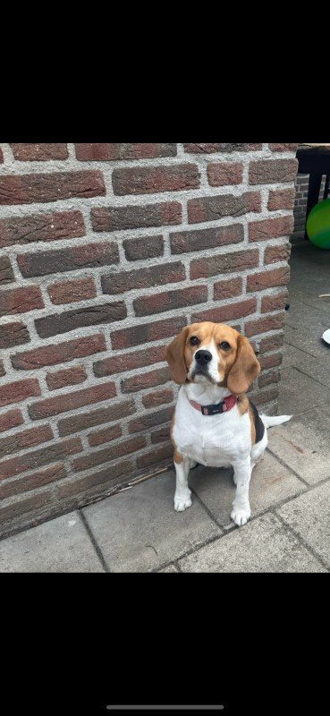 Bailey