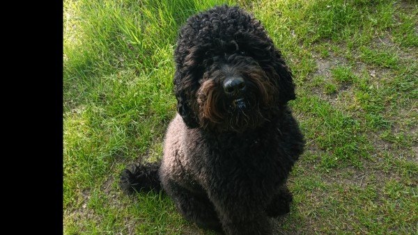 Joep