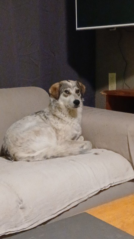 Toto