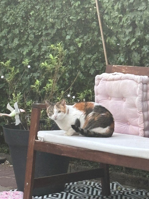 Cali