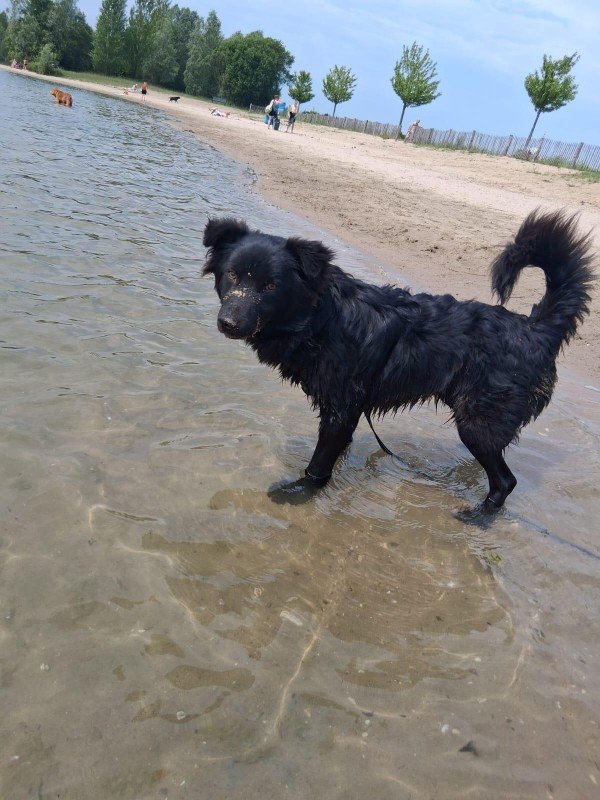 Benji