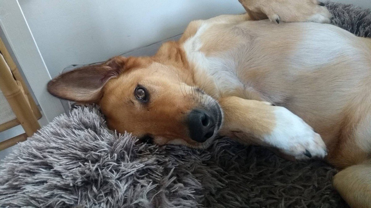 Jet