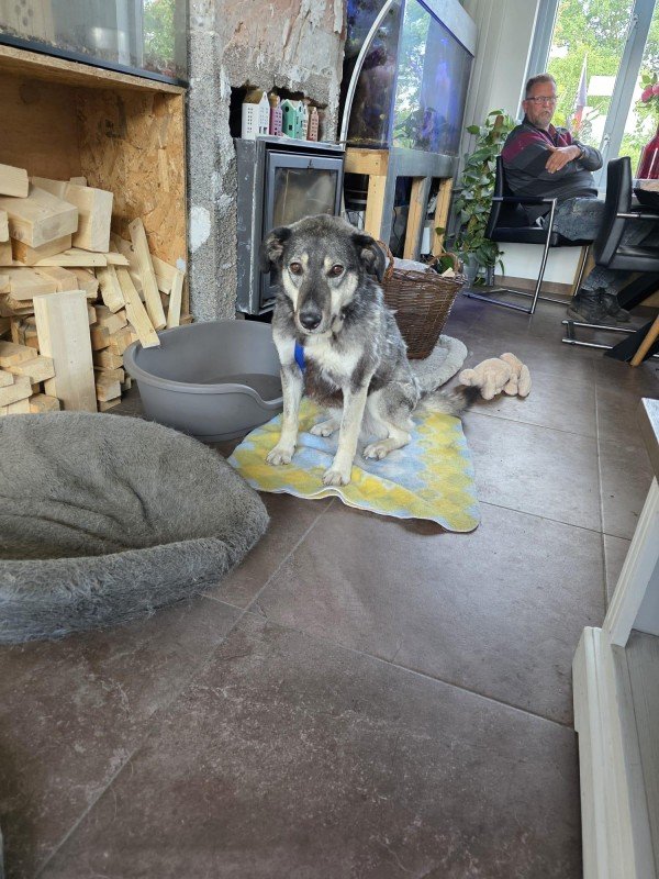Miss Grey
