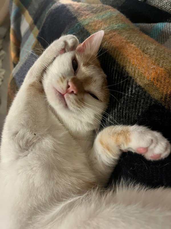 Bonnie