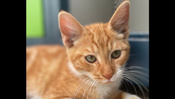 Garfield