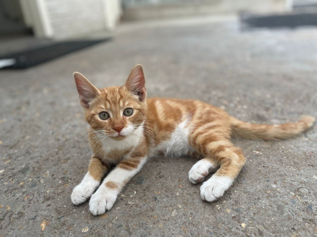 Garfield