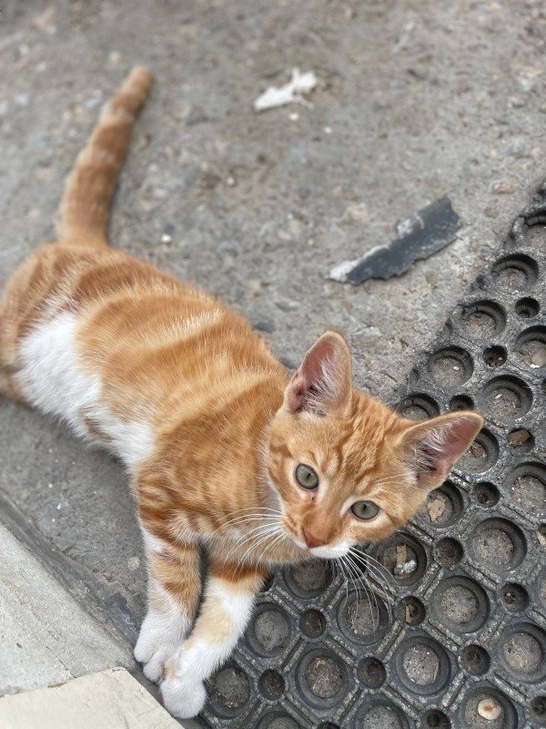 Garfield