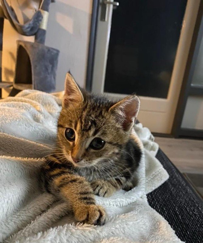 Rengar