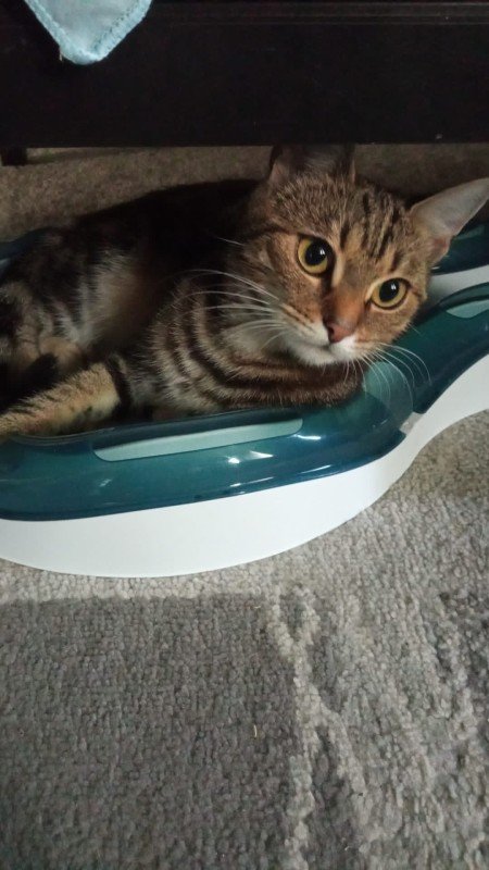 Rengar