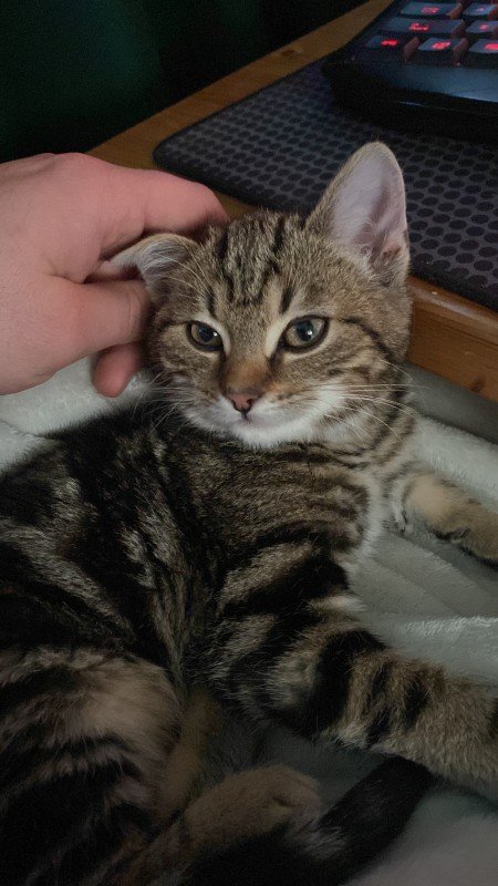 Rengar