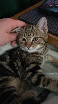 Rengar