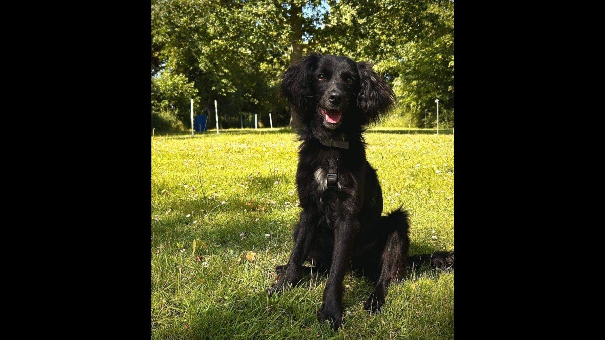 Joop
