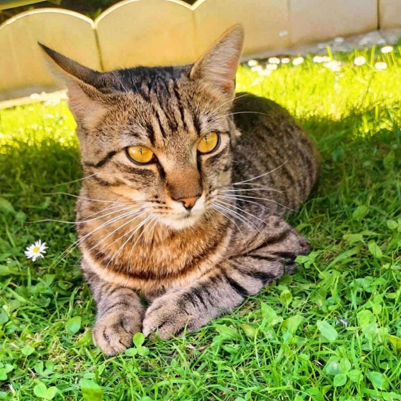 Miky