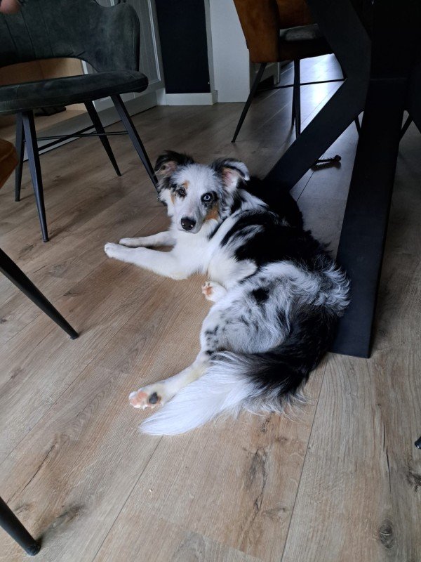 Milo