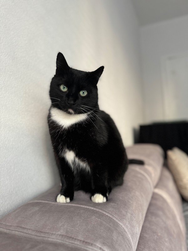 Mowgli
