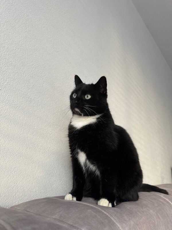Mowgli