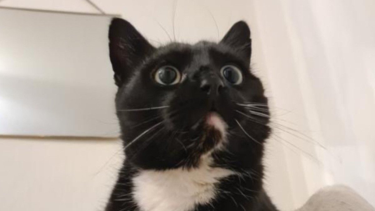 Mowgli