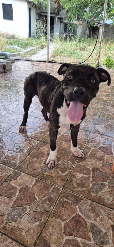 Bruno