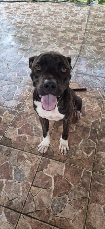Bruno