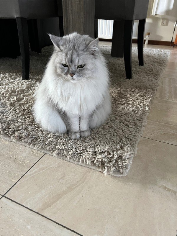 Sammy