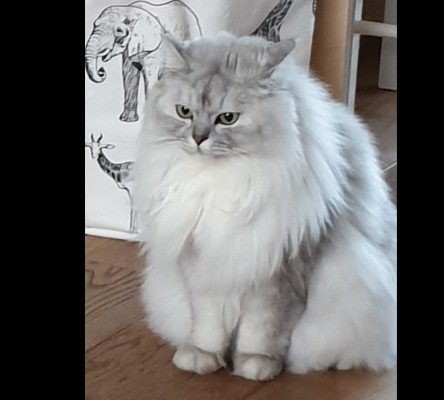 Sammy