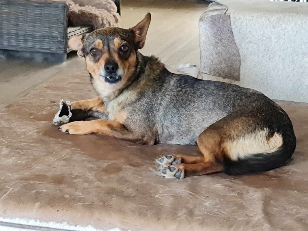 Bella