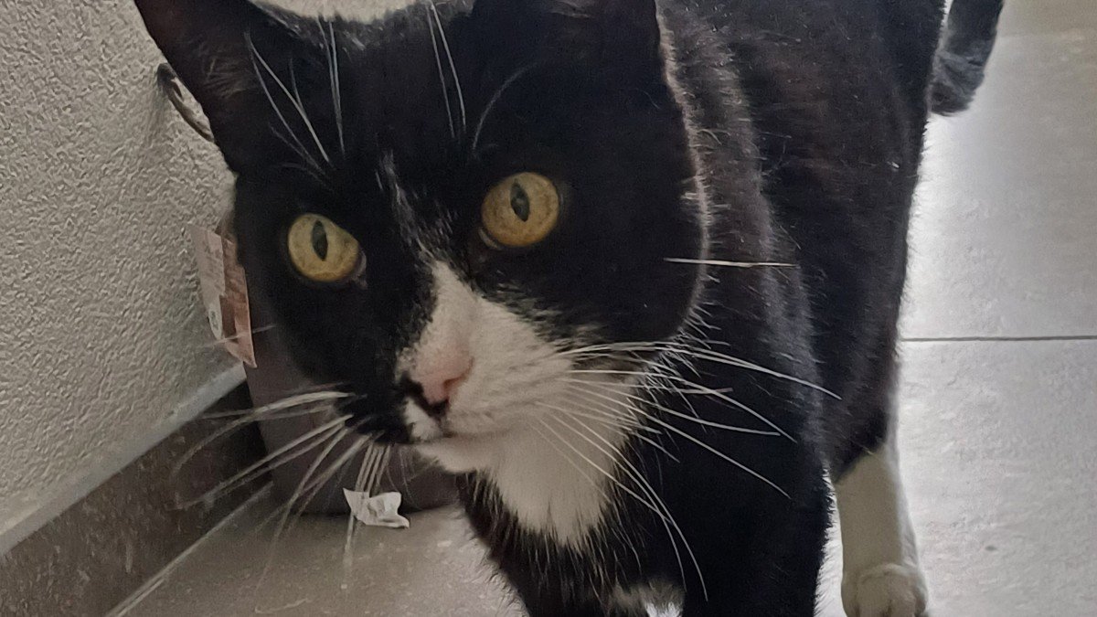 Binky